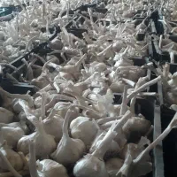 سیربذری دینور