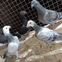 تعدادی کفتر خوب