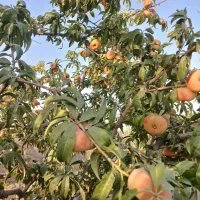 ویلا باغ در علیشاه نرسیده به شبستر