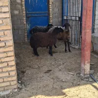 میش وبره