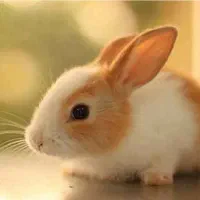 خرگوش|موش و خرگوش|مشگین شهر, |دیوار