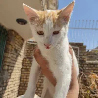 واگذاری گربه