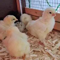 جوجه برهما دو روزه