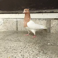 کبوترماده کله زرد