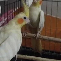 عروس هلندی جفت