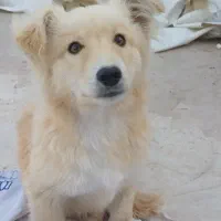 سگ اشپیتز تریر