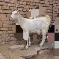 بزسانن|حیوانات مزرعه|نیشابور, ریوند|دیوار