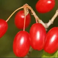 زغال اخته درشت