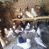 کبوتر|سگ|آذرشهر, |دیوار