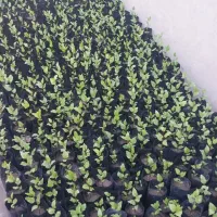 نهال پسته آذربایجان شرقی