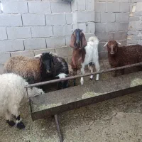 بز دورگ