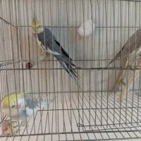 عروس هلندی