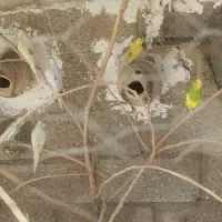مرغ عشق