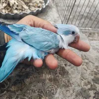 طوطی گمشده راهب