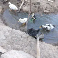 اردک از 3ماه دارم تا