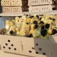 جوجه اردک پکنی درجه یک
