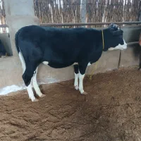 دوراس گوساله چاق پروار شده