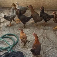 ۱۲ بارک و خروس محلی دورگ لاری