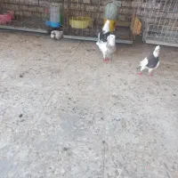 کبوتر رنگی سوسنگرد