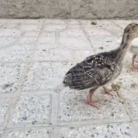 جوجه بوقلمون