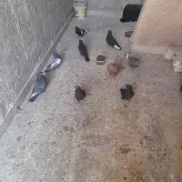فروش یا معاوضه با پرنده