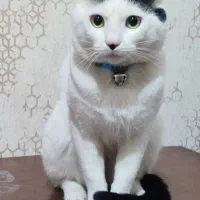 گربه اسکاتیش اصیل