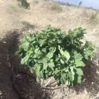 فروش زمین انجیر