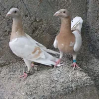 سلام دوستان دوعدد سوسنی زرد خوشکل