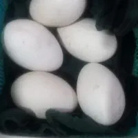 تخم نطفه دار