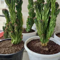 دوعدد کاکتوس صخره ای خمام