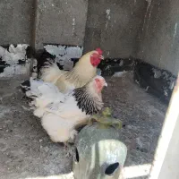 مرغ و خروس برهما لایت