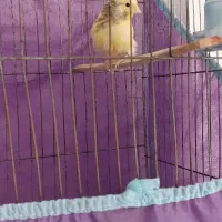 قناری نر بخون