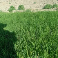 نشاء برنج رقم ضیغمی