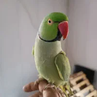 طوطی ملنگو نر دستی سخنگو