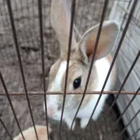 خرگوش خانگی