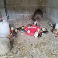 جوجه اردک اسراعیلی