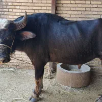فحل نر گاومیش در شوش