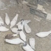 کفتر