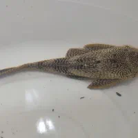 ماهی لجن خوار