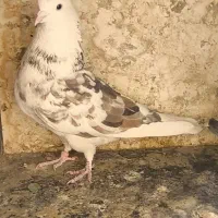کفتر|پرنده|تهران, مینابی|دیوار