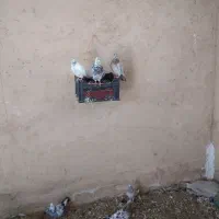 کبوترفرورشی