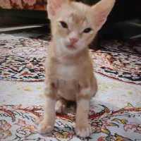 واگذاری