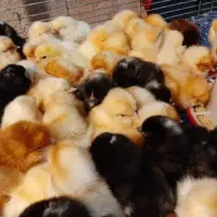 جوجه تخمگذار لوهمن و امروک نسل اول اصیل