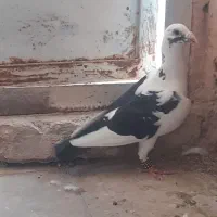 پلنگ و سار و قره