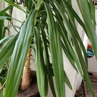 گل زیبا و سالم سرحال بزرگ