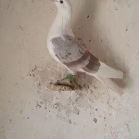 کفترپرنده