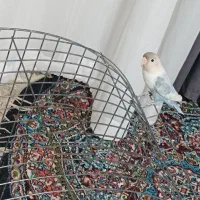 طوطی کوتوله مولد