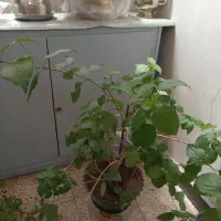 گل کاغذی