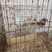 فنچ|پرنده|طسوج, |دیوار