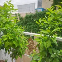 بنایی.جوشکاری.خوردکاری.سرامیک.نقاشی